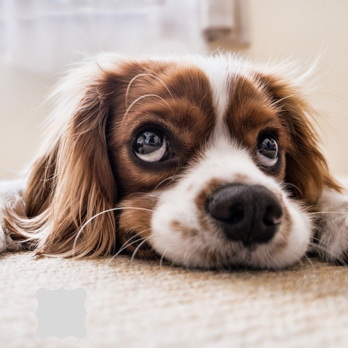 pet stain removal belfast